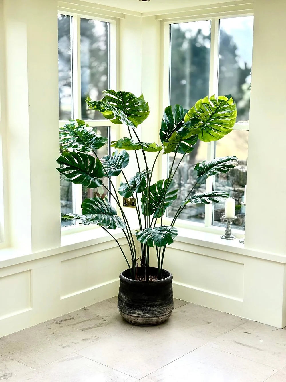 Cheese Plant Large Pot