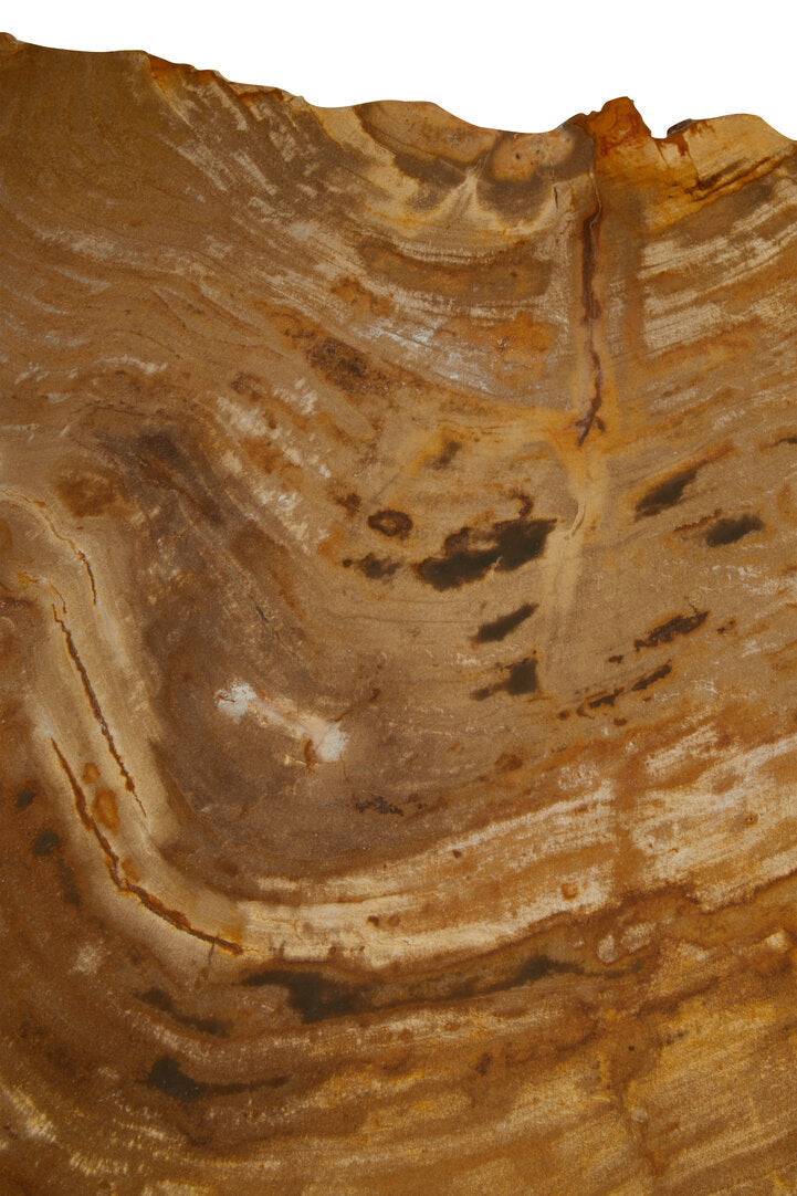 Relic Small Petrified Wood Side Table – Xshowhome furniture