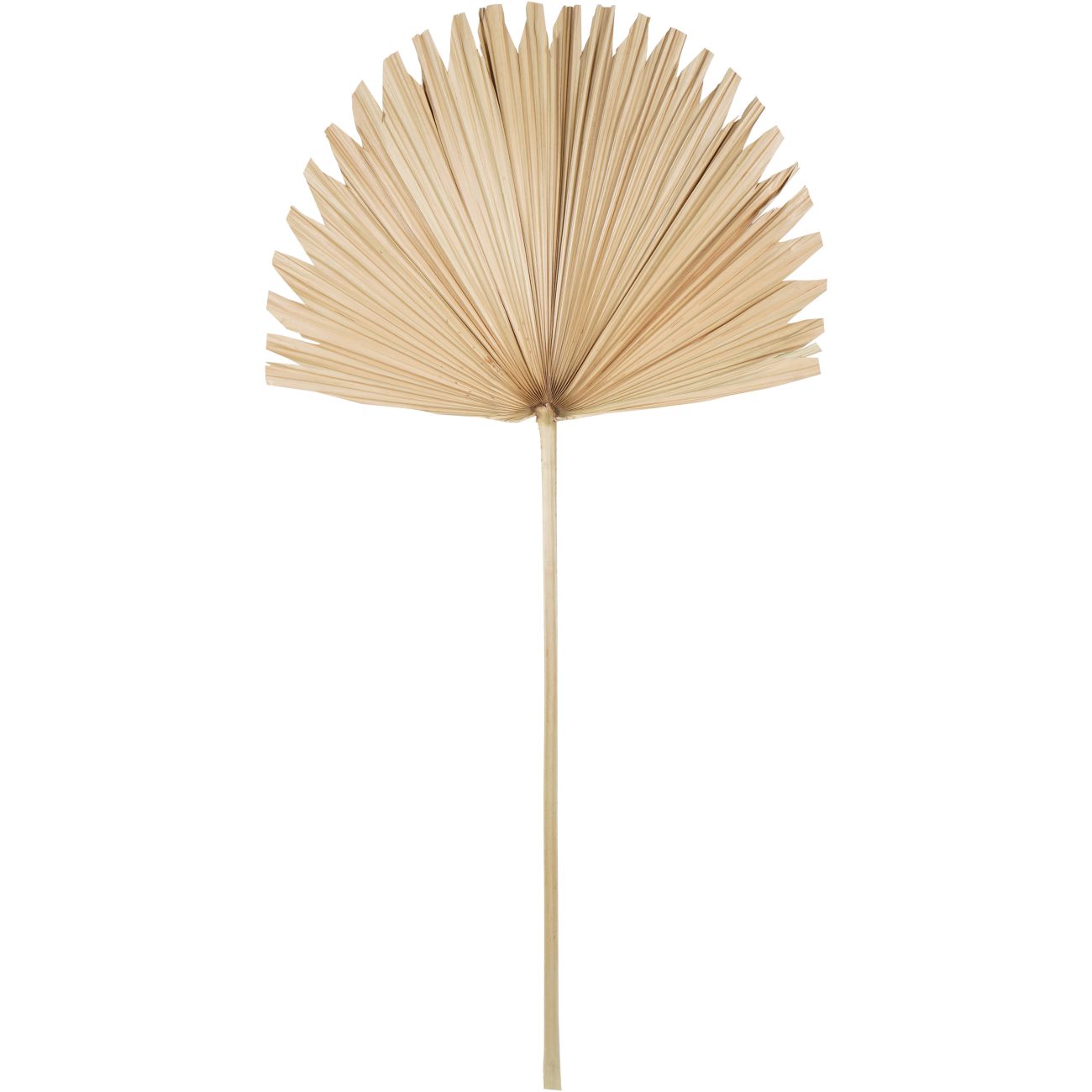 Wide Fan Palm Leaf Natural