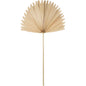 Wide Fan Palm Leaf Natural