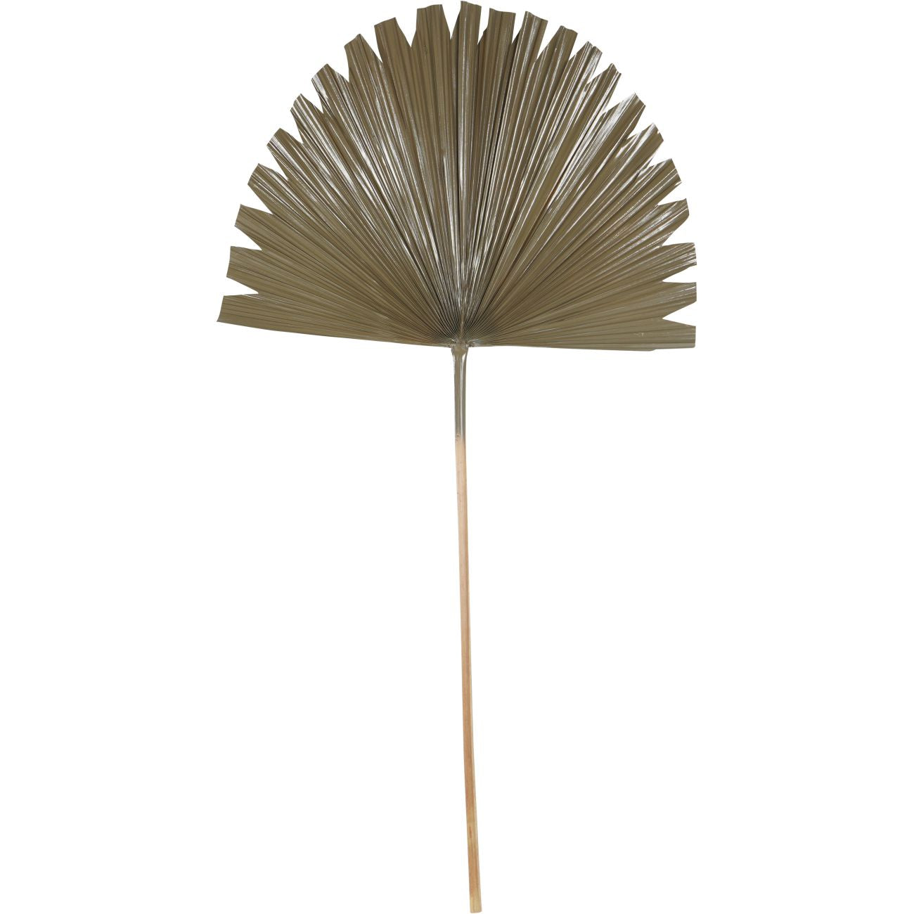 Wide Fan Palm Leaf Brown