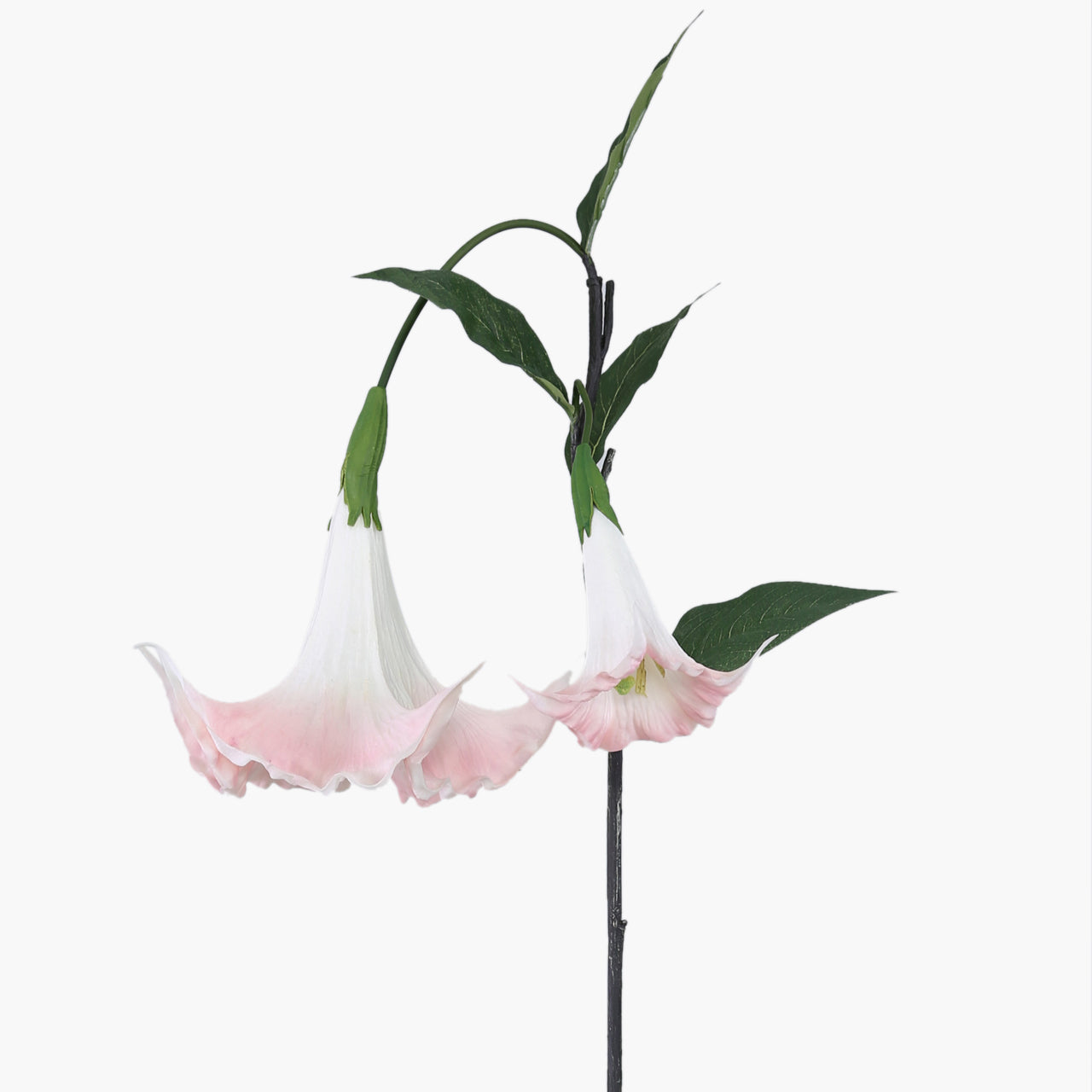 Magic Touch Angels Trumpet Pink