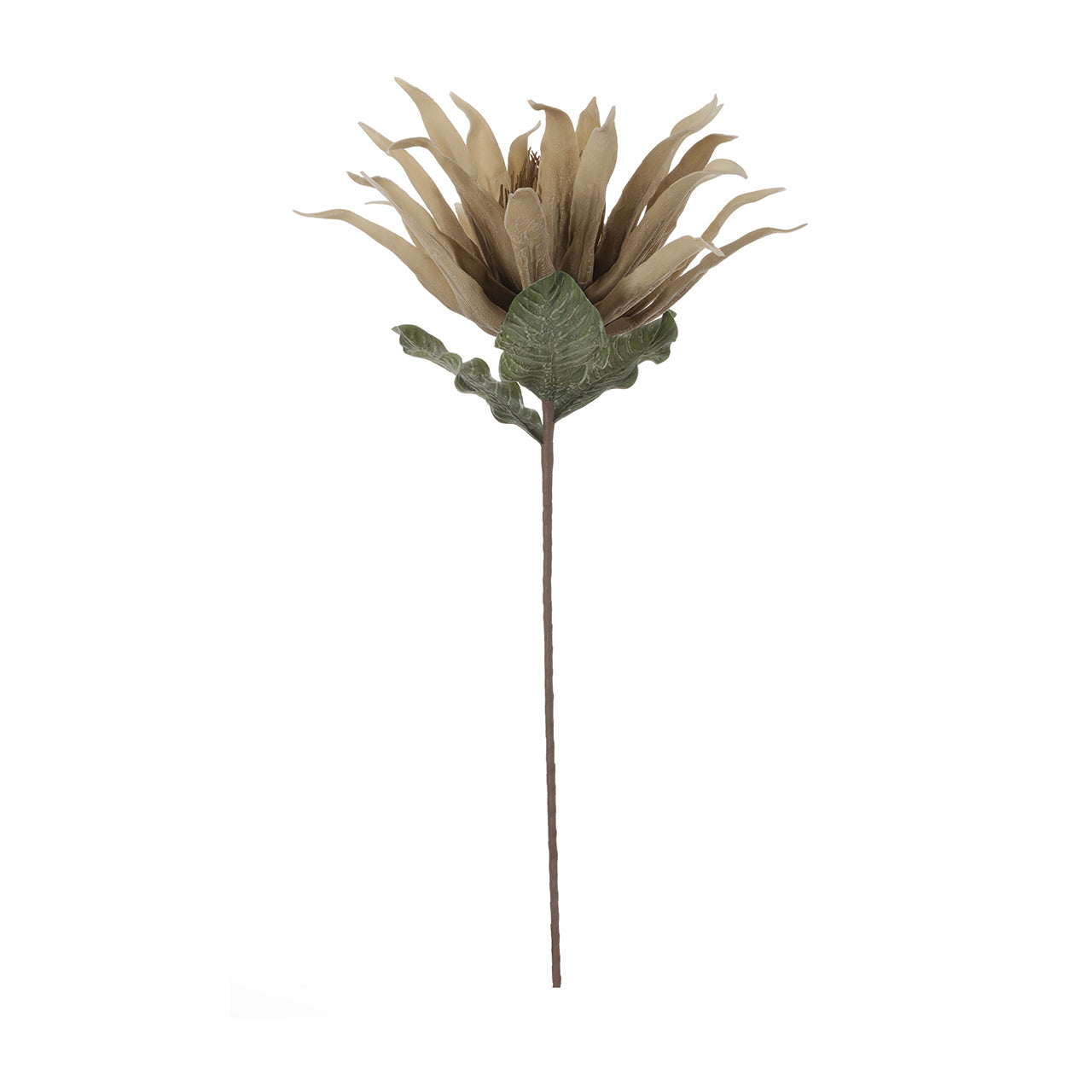 86cm Foam Protea Cream