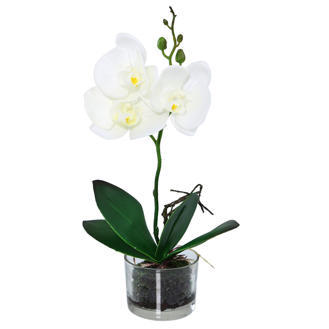 White Magic Touch Orchid Flwr Display Glass Pot