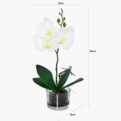 White Magic Touch Orchid Flwr Display Glass Pot