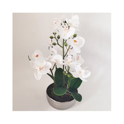 White Magic Touch Orchid Flower Display Chrome Pot