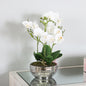 White Magic Touch Orchid Flower Display Chrome Pot