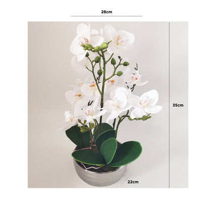 White Magic Touch Orchid Flower Display Chrome Pot