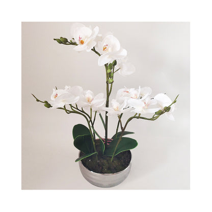 White Magic Touch Orchid Flower Display Chrome Pot