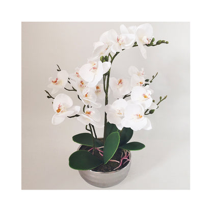 White Magic Touch Orchid Flower Display Chrome Pot