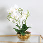 White Magic Touch Orchid Flower Display Gold Pot