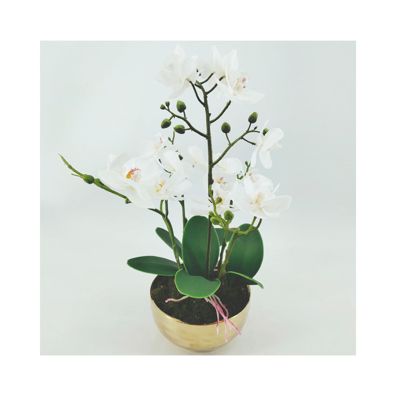 White Magic Touch Orchid Flower Display Gold Pot