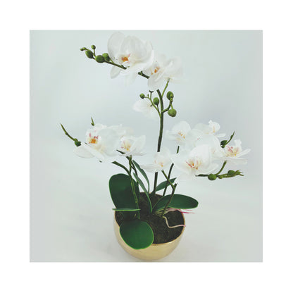 White Magic Touch Orchid Flower Display Gold Pot