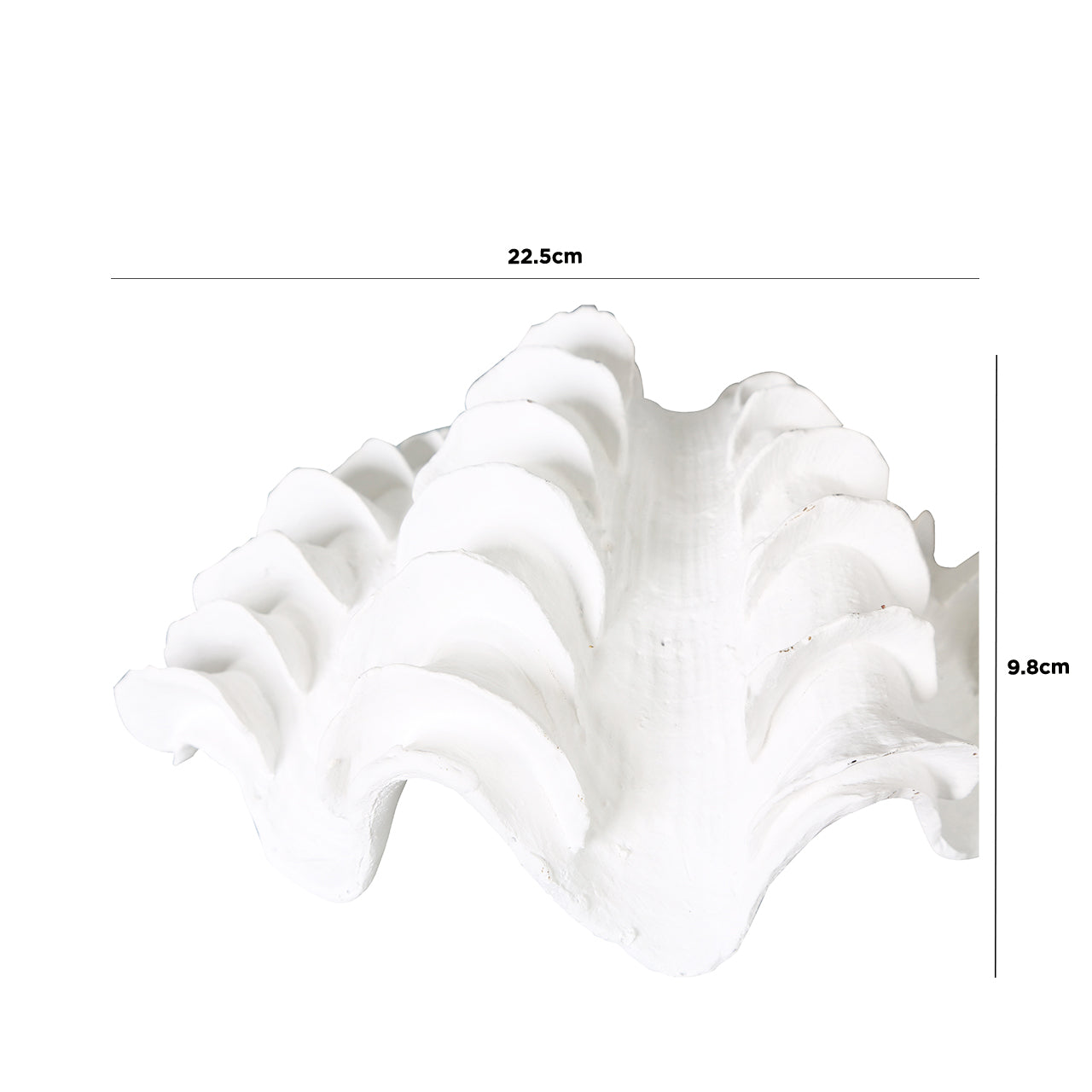 22.5cm Shell Decoration White