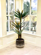 Yukka Plant Large Pot