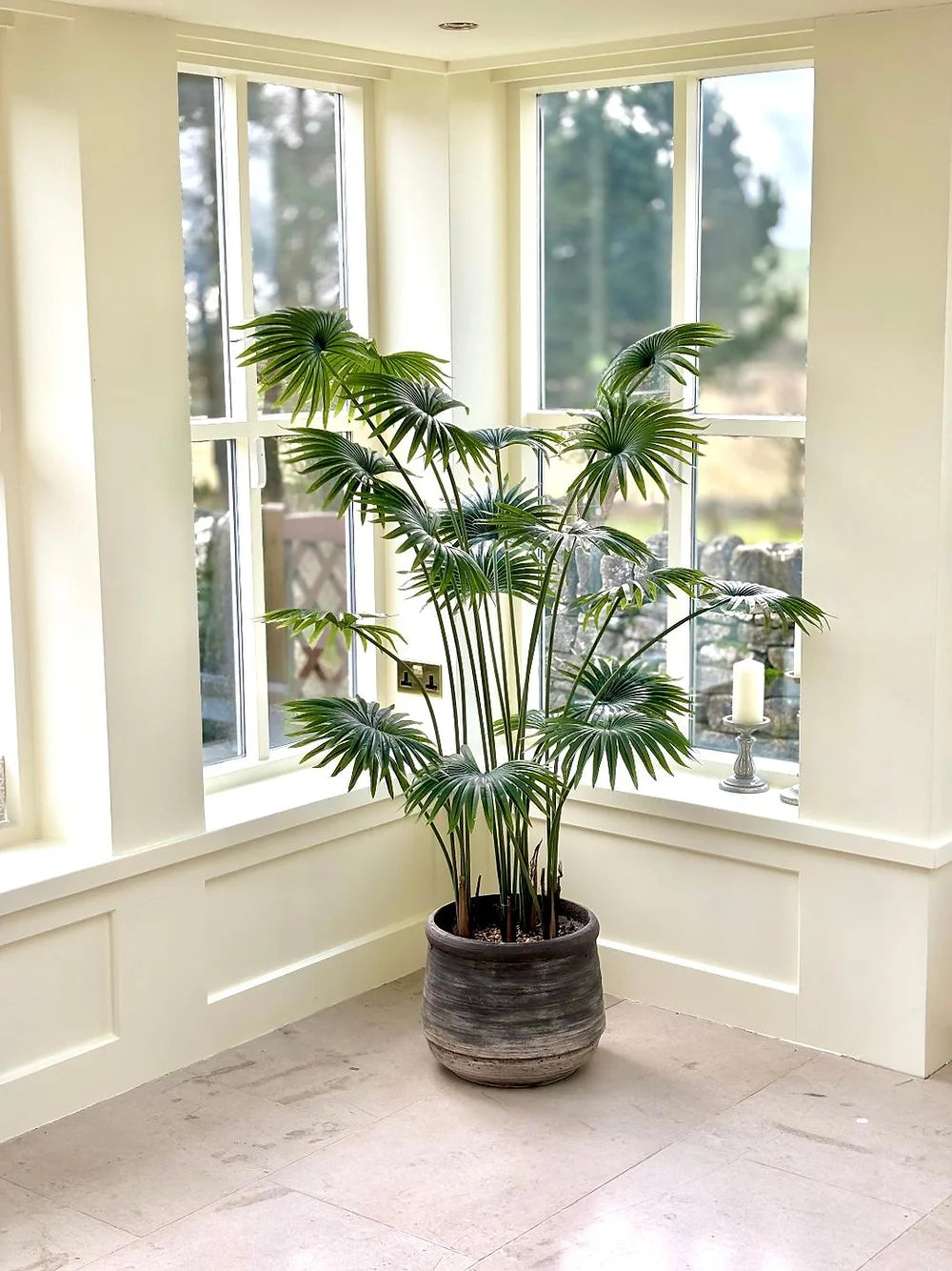 Fan Palm Large Pot