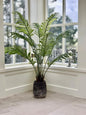 Fern Plant Small Pot