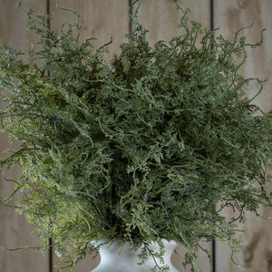Asparagus Fern Bunch - Canwell Interiors Limited - Hills