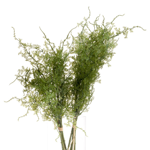 Asparagus Fern Bunch - Canwell Interiors Limited - Hills