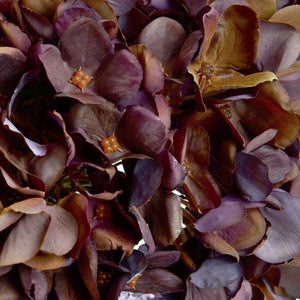 Autumn Coffee Hydrangea - Canwell Interiors Limited - Hills