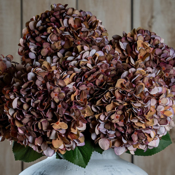 Autumn Coffee Hydrangea - Canwell Interiors Limited - Hills