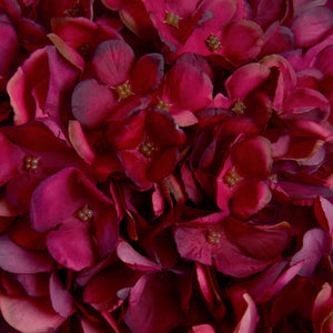 Autumn Ruby Hydrangea - Canwell Interiors Limited - Hills