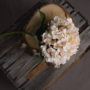 Autumn White Hydrangea - Canwell Interiors Limited - Hills