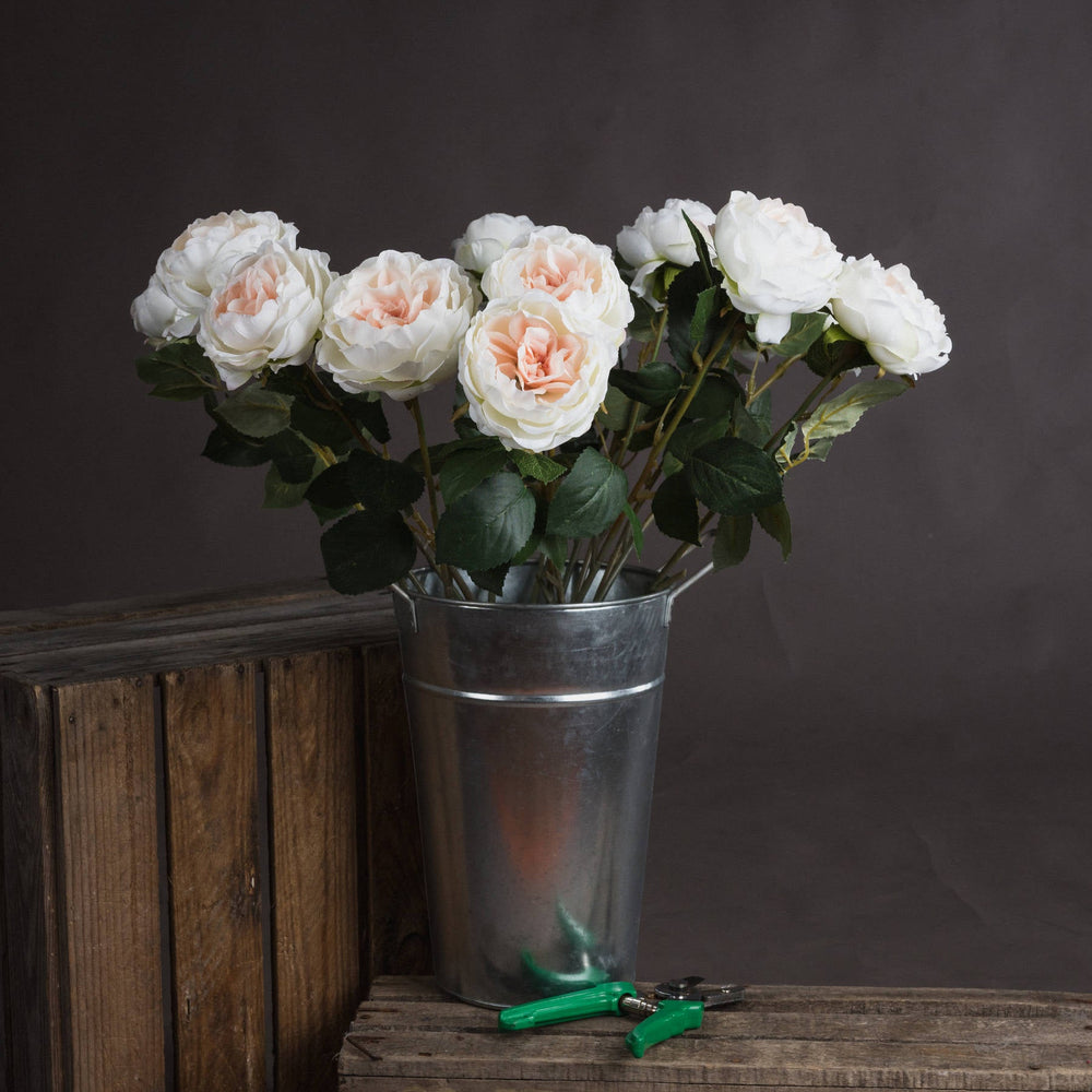 Blush Garden Rose - Canwell Interiors Limited - Hills