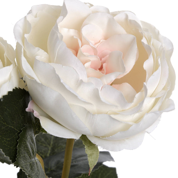 Blush Garden Rose - Canwell Interiors Limited - Hills