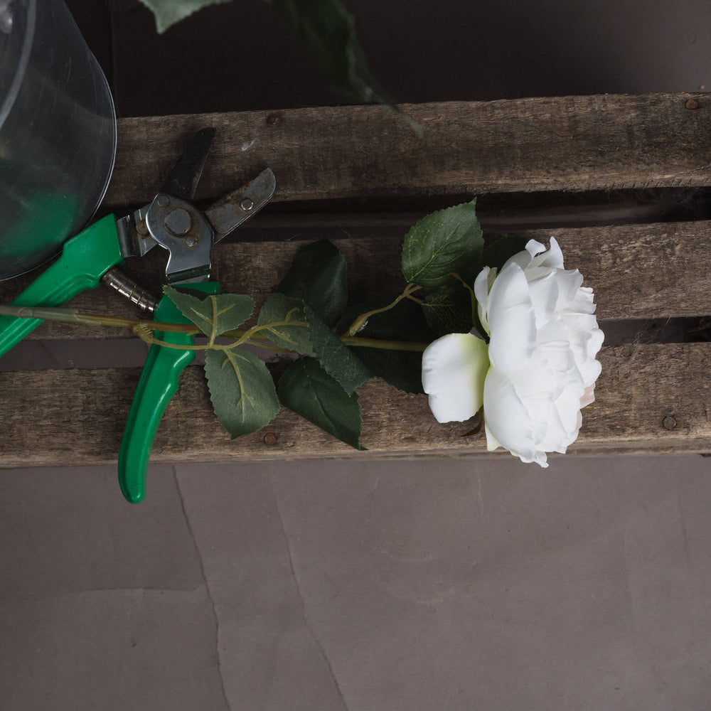 Blush Garden Rose - Canwell Interiors Limited - Hills