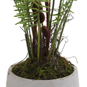 Boston Large Potted Fern - Canwell Interiors Limited - Hills