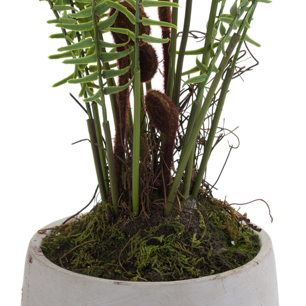 Boston Large Potted Fern - Canwell Interiors Limited - Hills