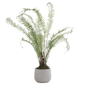 Boston Large Potted Fern - Canwell Interiors Limited - Hills