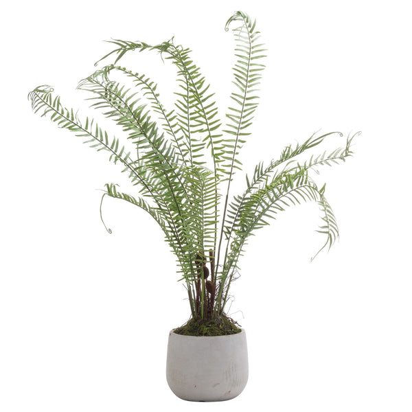 Boston Large Potted Fern - Canwell Interiors Limited - Hills