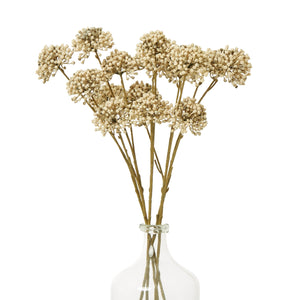 Brown Allium Spray - Canwell Interiors Limited - Hills