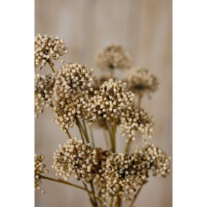 Brown Allium Spray - Canwell Interiors Limited - Hills