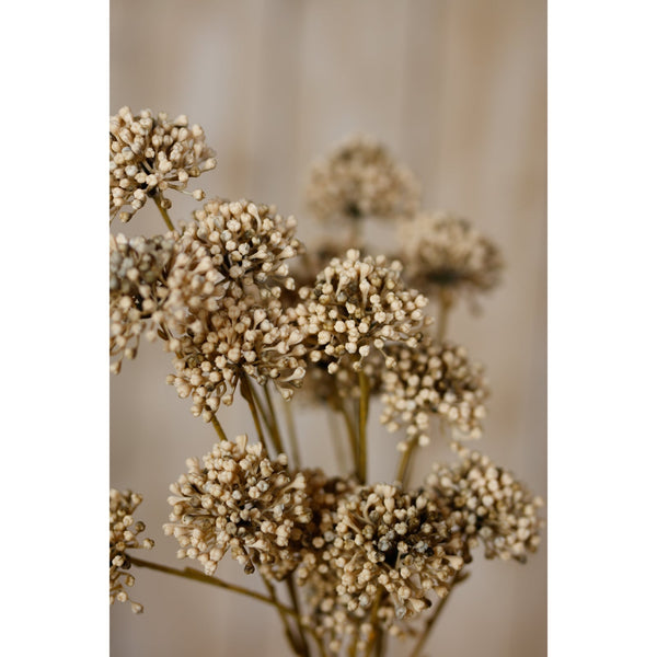 Brown Allium Spray - Canwell Interiors Limited - Hills