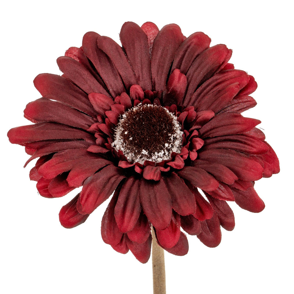 Burgundy Gerbera Stem - Canwell Interiors Limited - Hills