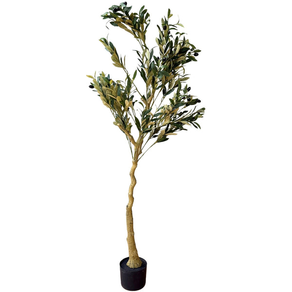 Calabria Olive Tree - Canwell Interiors Limited - Hills
