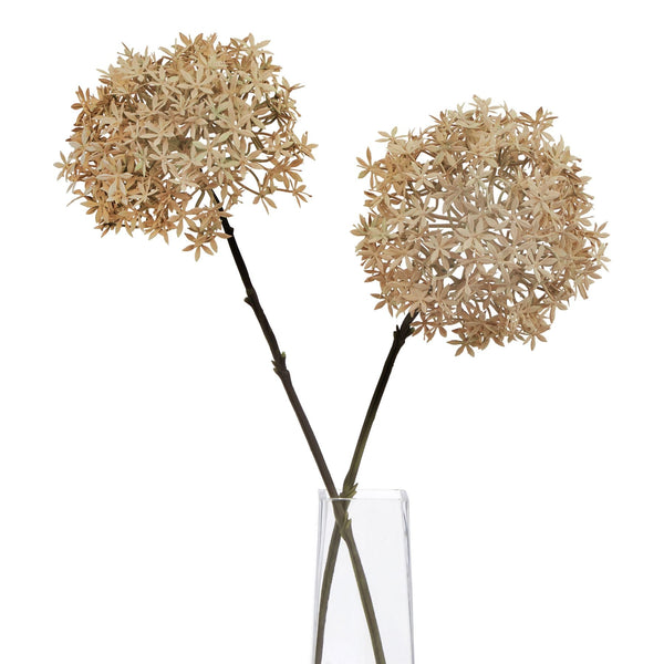 Coffee Allium - Canwell Interiors Limited - Hills