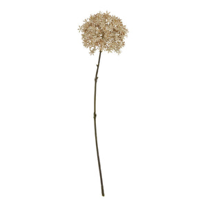 Coffee Allium - Canwell Interiors Limited - Hills