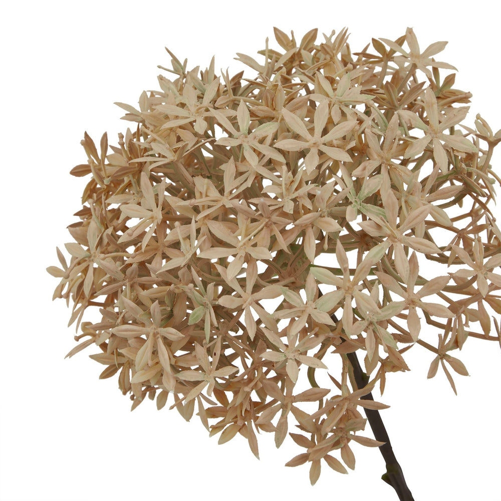 Coffee Allium - Canwell Interiors Limited - Hills