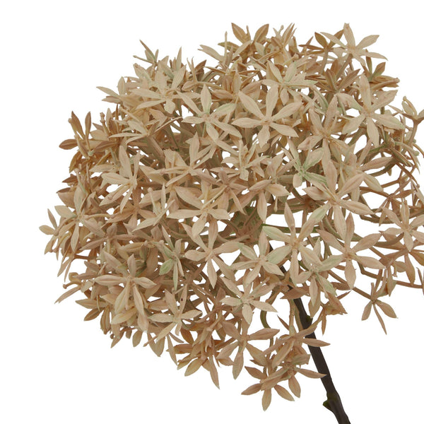 Coffee Allium - Canwell Interiors Limited - Hills