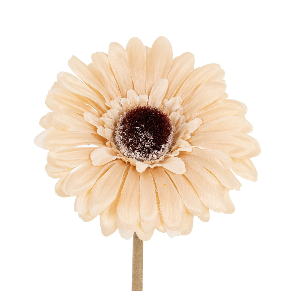 Cream Gerbera Stem - Canwell Interiors Limited - Hills