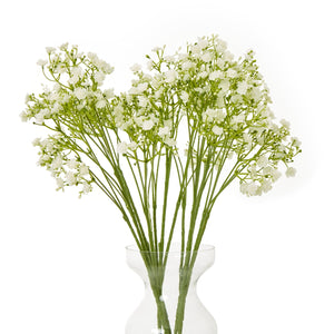 Cream Gypsophila Stem - Canwell Interiors Limited - Hills