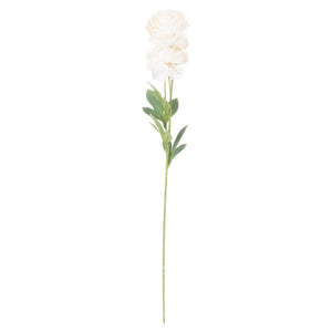 Cream Ranunculus - Canwell Interiors Limited - Hills