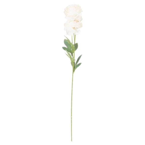 Cream Ranunculus - Canwell Interiors Limited - Hills