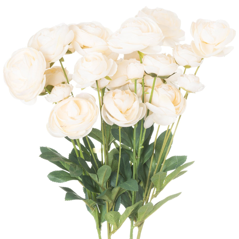 Cream Ranunculus - Canwell Interiors Limited - Hills