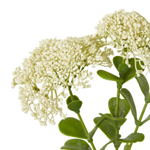 Cream Sedum Spray - Canwell Interiors Limited - Hills