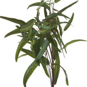 Eucalyptus Nicholii Spray - Canwell Interiors Limited - Hills